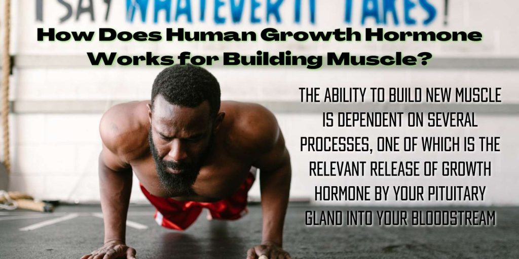 How Does Human Growth Hormone Works for Building Muscle?